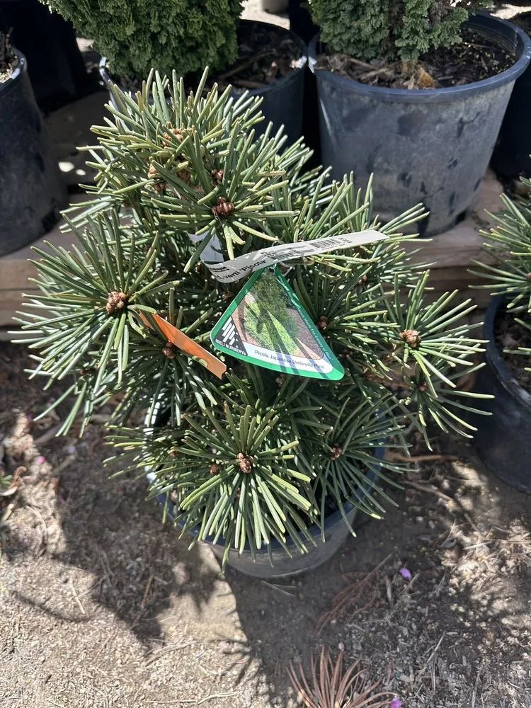 Expert landscaping services in Carson City, NV by Greenhouse Garden Center & Gifts