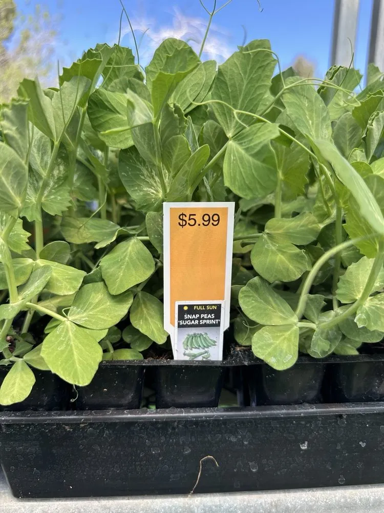 Professional lawn care service experts serving Carson City, NV - Greenhouse Garden Center & Gifts