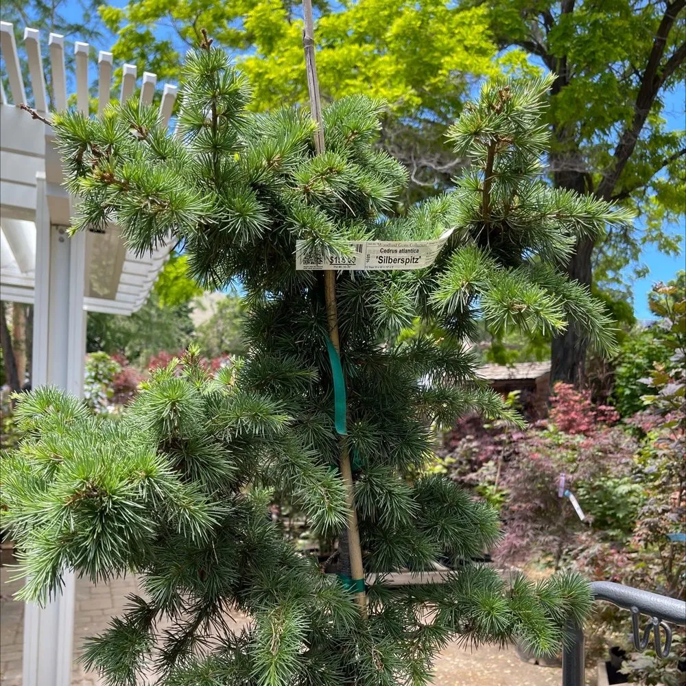 Top-rated yard maintenance for homes across Carson City, NV - Greenhouse Garden Center & Gifts