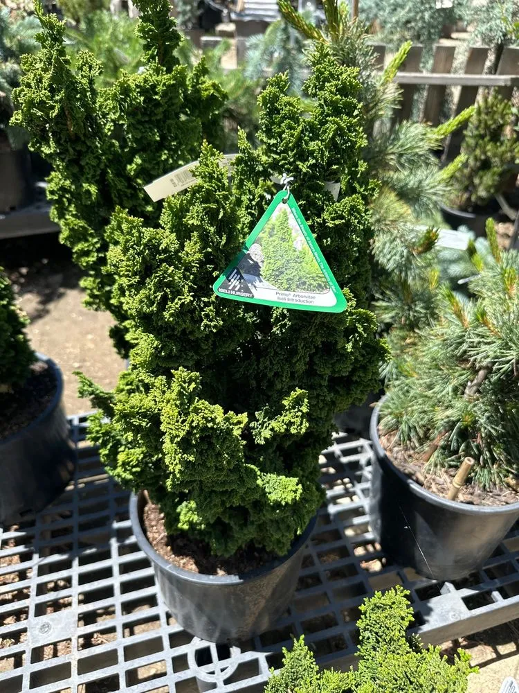 Expert landscaping services in Carson City, NV - Greenhouse Garden Center & Gifts