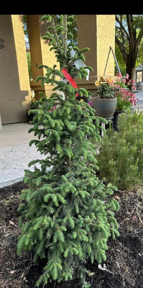 Reliable outdoor landscaping with custom design across Carson City, NV - Greenhouse Garden Center & Gifts