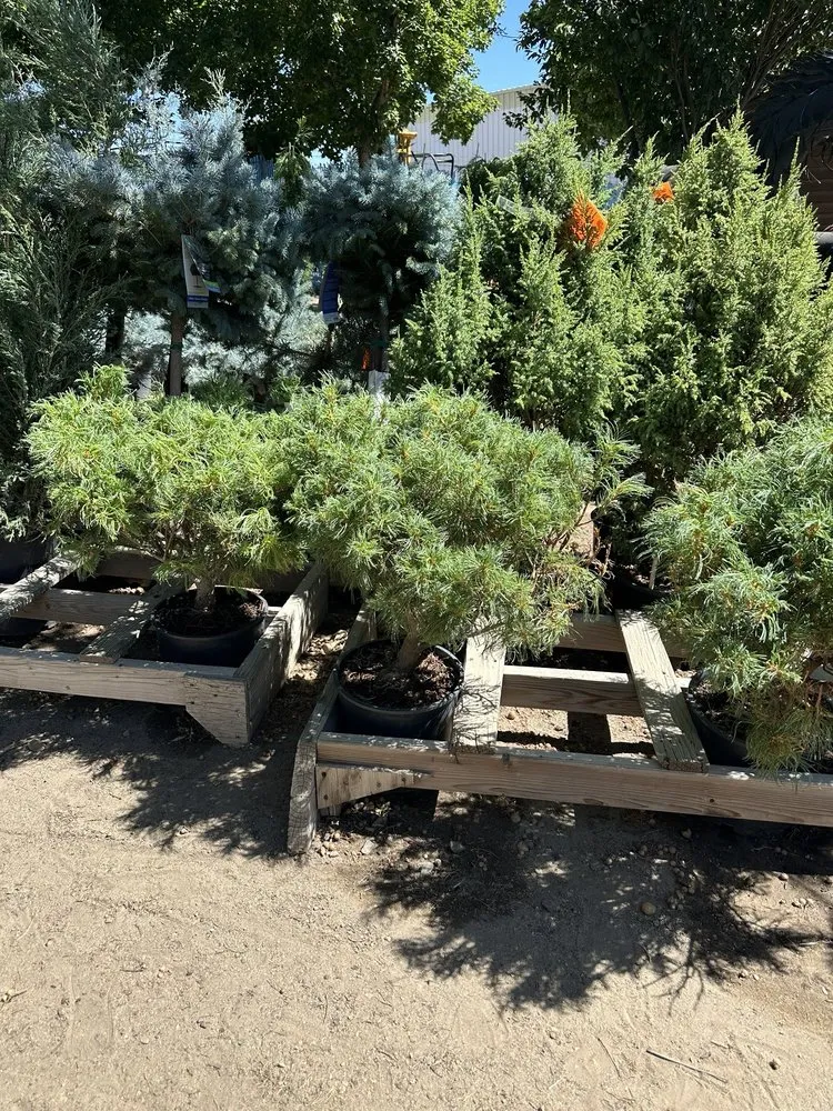 Reliable lawn care service for beautiful yards in Carson City, NV by Greenhouse Garden Center & Gifts