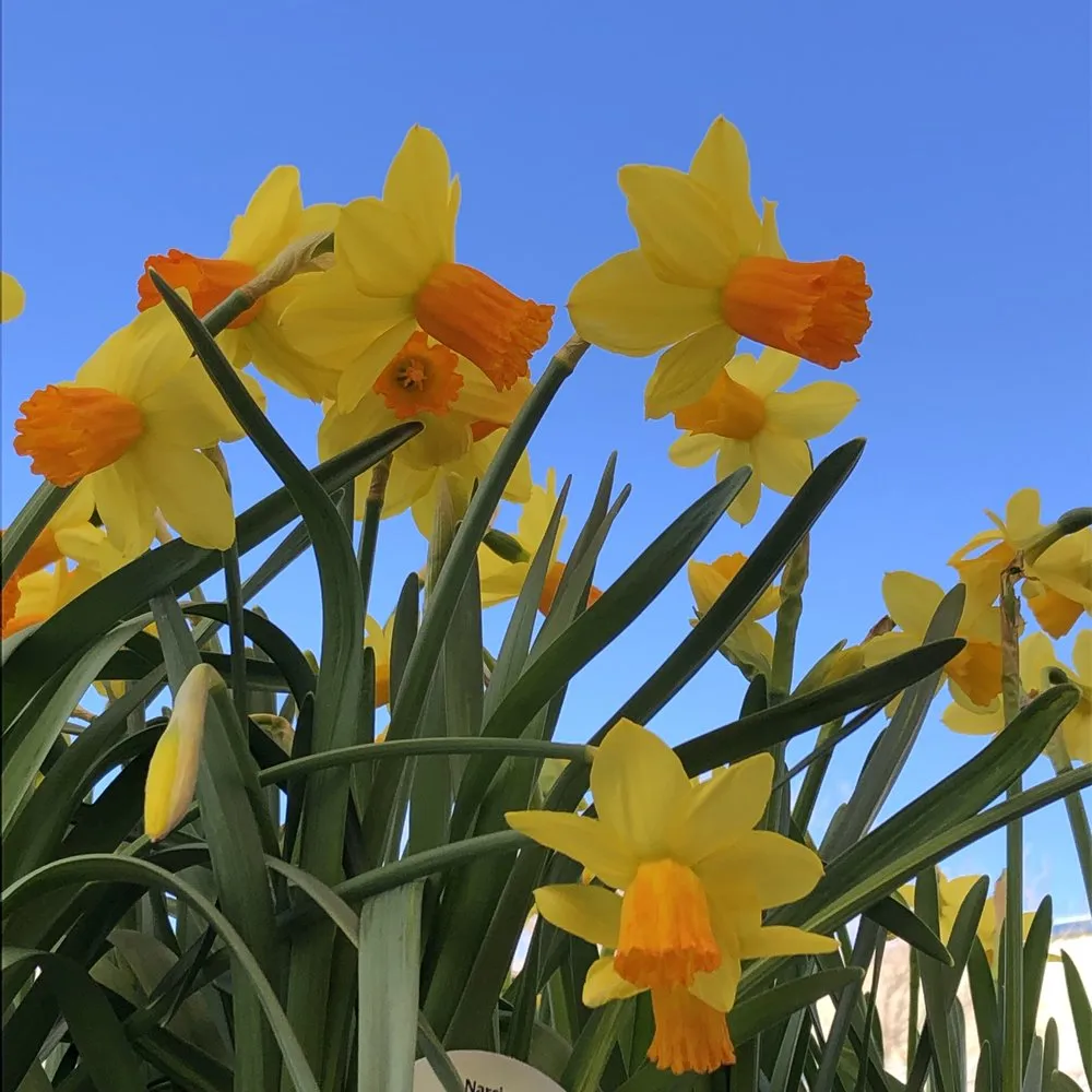 Affordable yard cleanup service for homes in Carson City, NV by Greenhouse Garden Center & Gifts