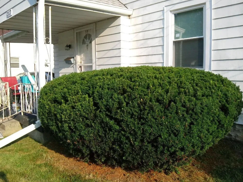 Reliable lawn mowing service for beautiful yards across Anderson, IN - GreenHouse Lawn Care & Property Services