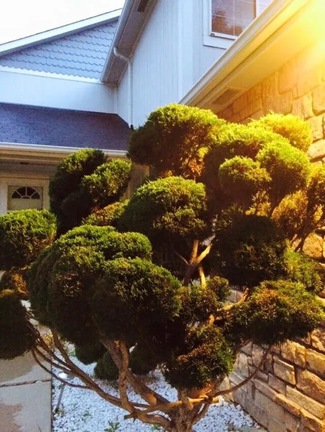 Top-rated landscape design in Westminster, CO by GreenHouse Lawn&Lanscape