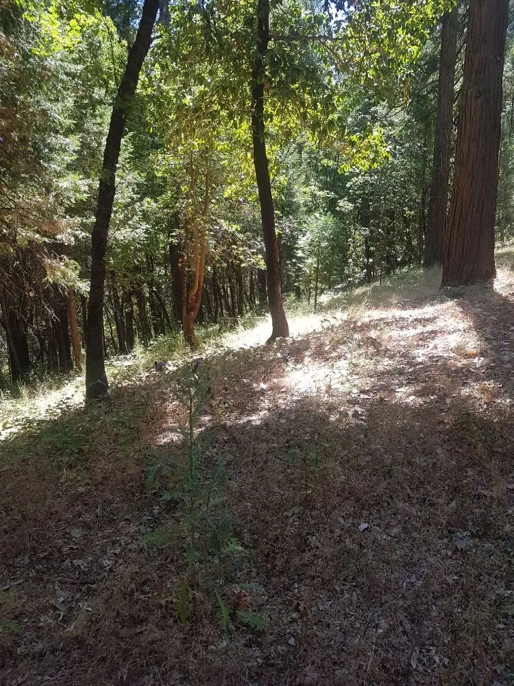 Custom lawn care service in Grass Valley, CA - Greenify