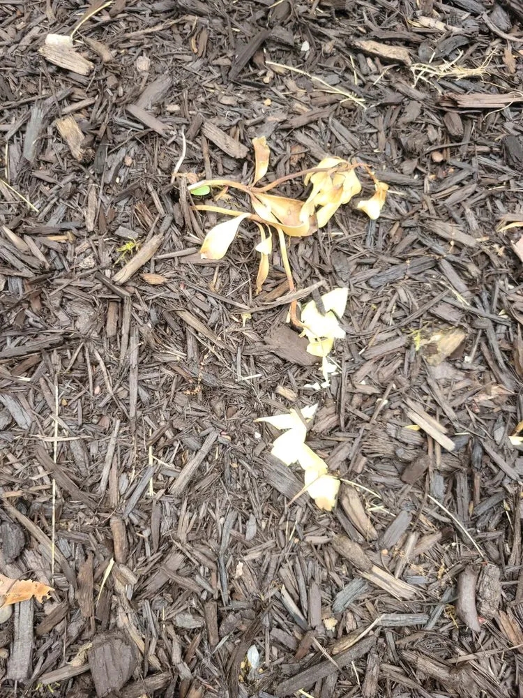 Professional yard maintenance experts serving Medina, OH - Greenkeepers Lawn Service and Landscaping