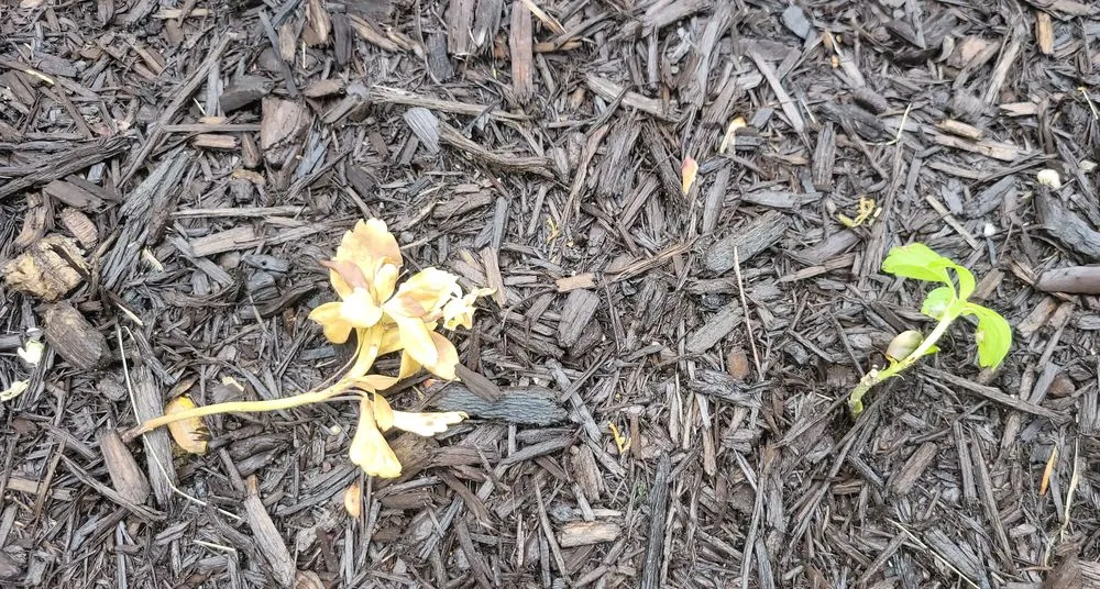 Affordable landscape design for beautiful yards in Medina, OH by Greenkeepers Lawn Service and Landscaping