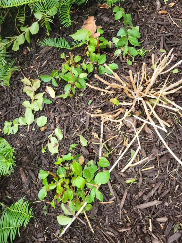 Reliable landscape installation for residential properties across Medina, OH - Greenkeepers Lawn Service and Landscaping