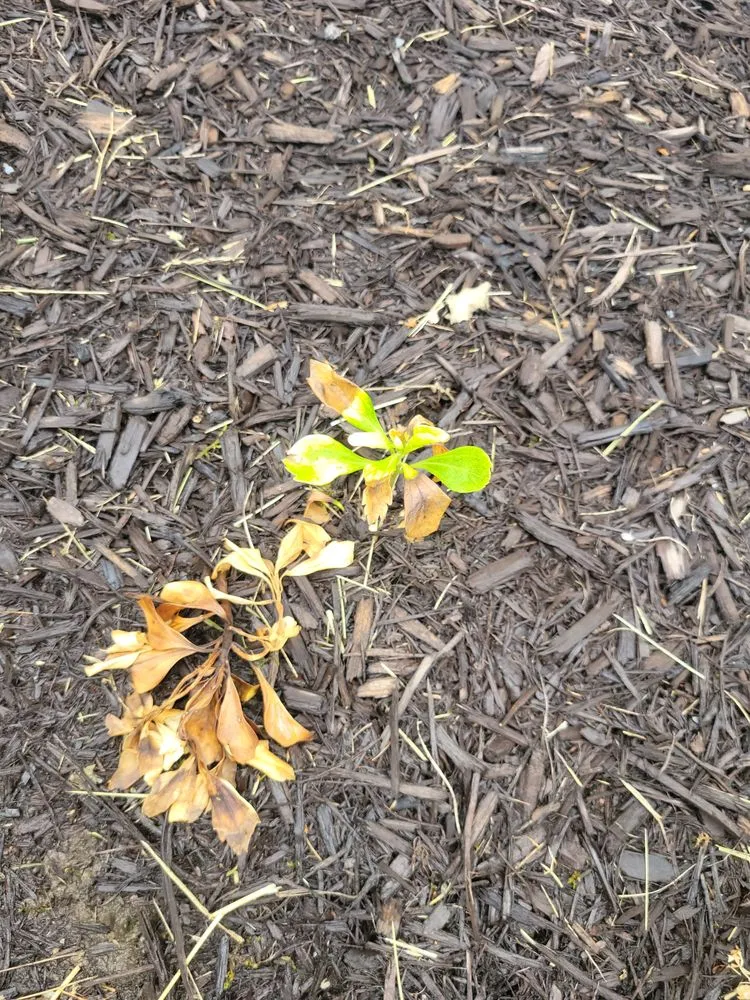 Affordable landscaping services for homes across Medina, OH - Greenkeepers Lawn Service and Landscaping