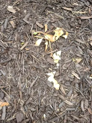 Greenkeepers Lawn Service and Landscaping Logo