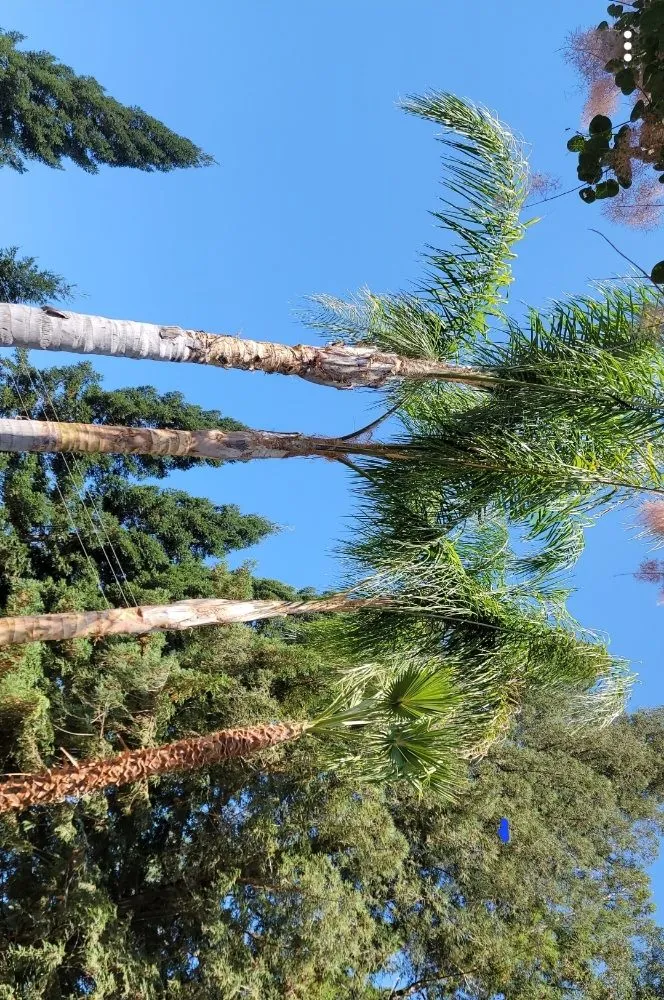 Affordable lawn mowing service in Foothill Farms, CA by Greenland Landscape