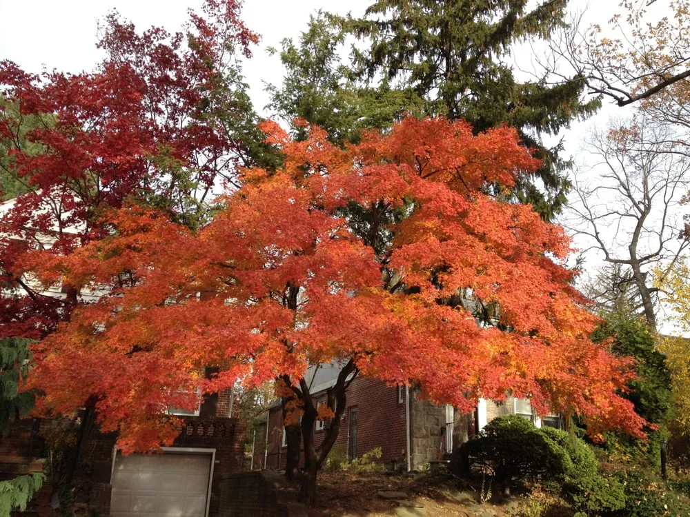 Affordable outdoor landscaping in Queens, NY by Greenland Landscaping