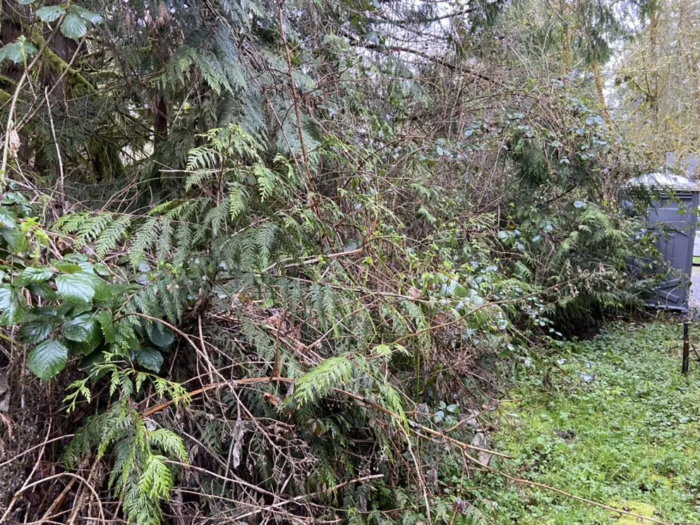 Local yard cleanup service experts serving Woodland, WA - Greenland Landscaping