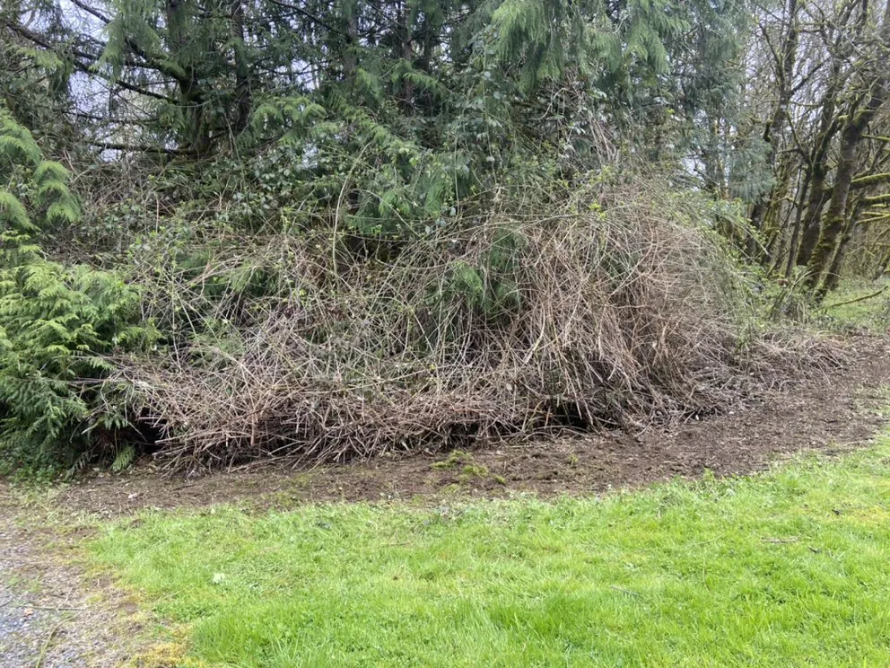 Expert yard cleanup service in Woodland, WA by Greenland Landscaping