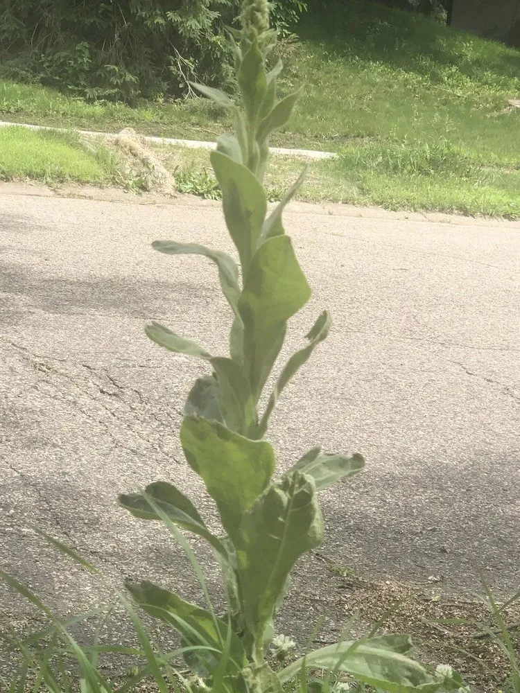 Local yard cleanup service for homes across Apple Valley, MN - Greenland Lawn Maintenance