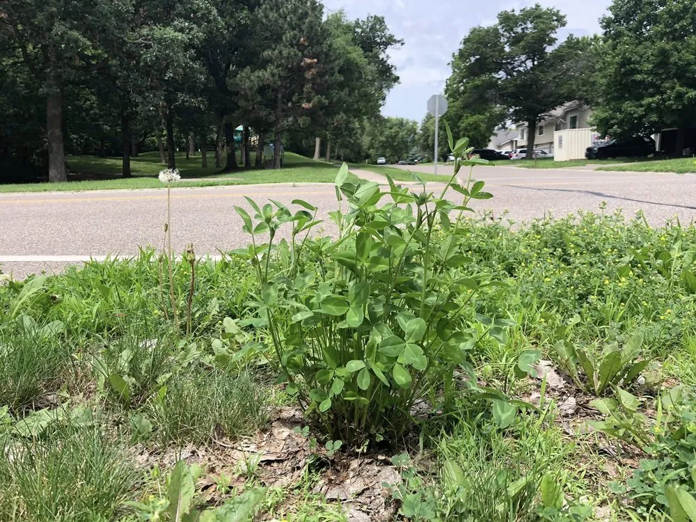 Expert lawn mowing service near you across Apple Valley, MN - Greenland Lawn Maintenance