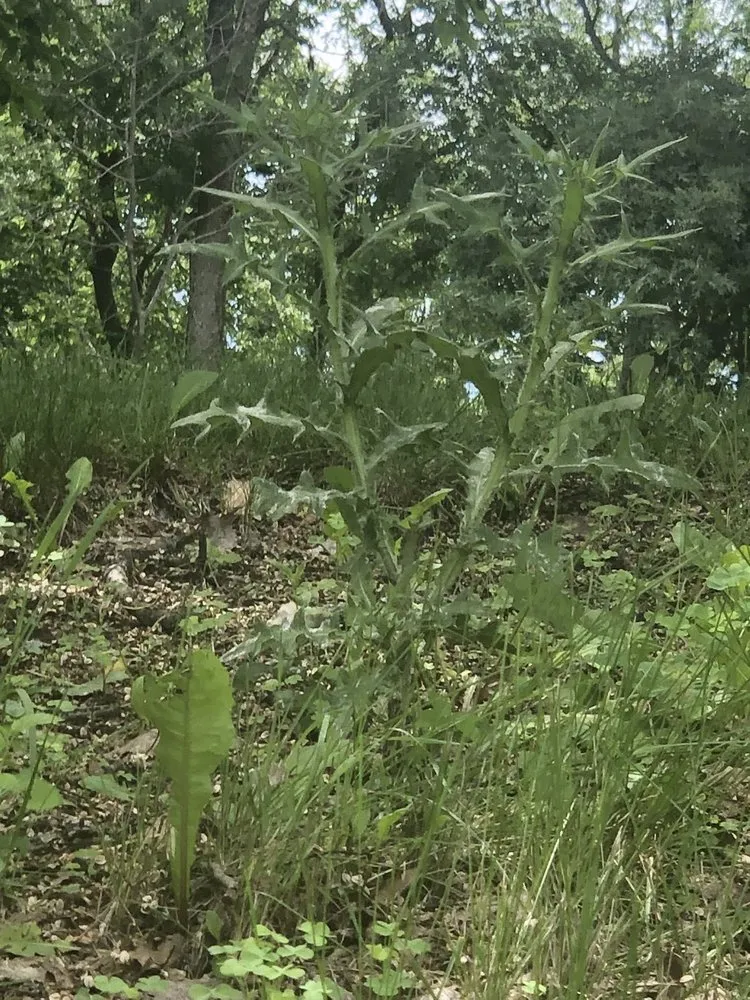 Expert residential landscaping with custom design across Apple Valley, MN - Greenland Lawn Maintenance