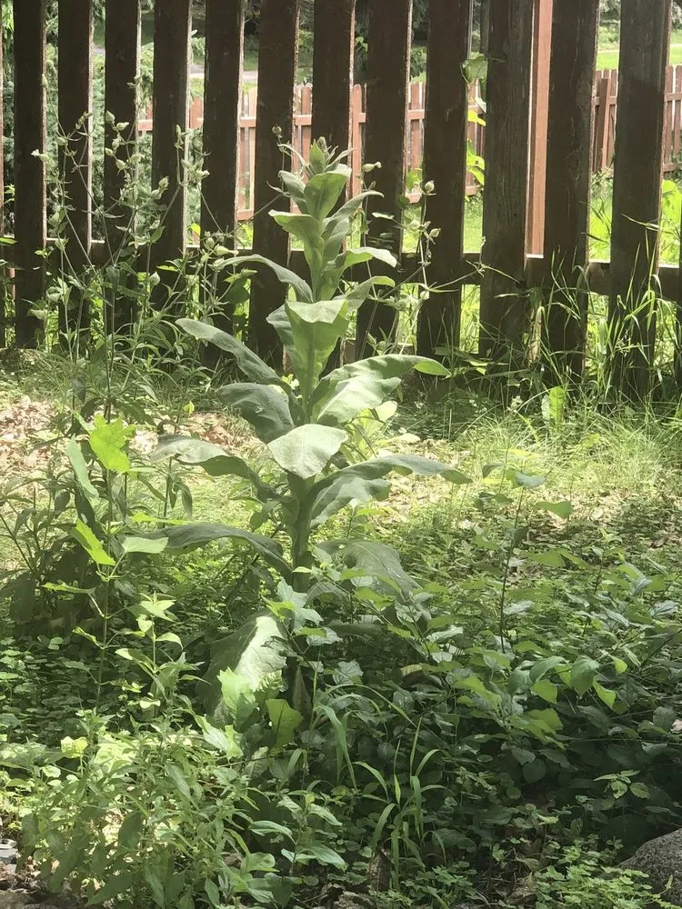 Expert garden landscaping experts serving Apple Valley, MN - Greenland Lawn Maintenance