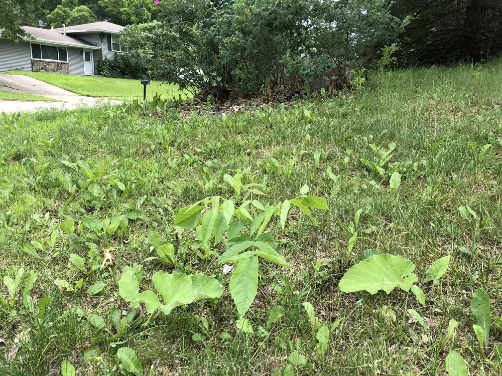 Professional residential landscaping in Apple Valley, MN - Greenland Lawn Maintenance