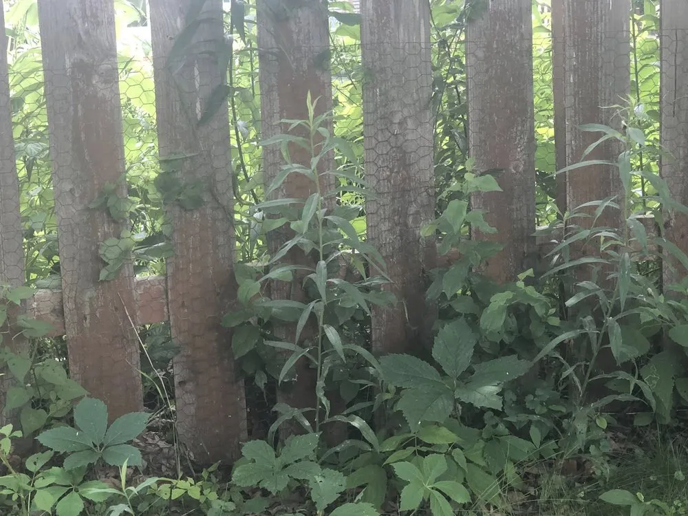 Custom landscape design in Apple Valley, MN - Greenland Lawn Maintenance