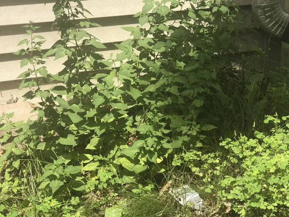 Reliable landscaping services for year-round maintenance across Apple Valley, MN - Greenland Lawn Maintenance