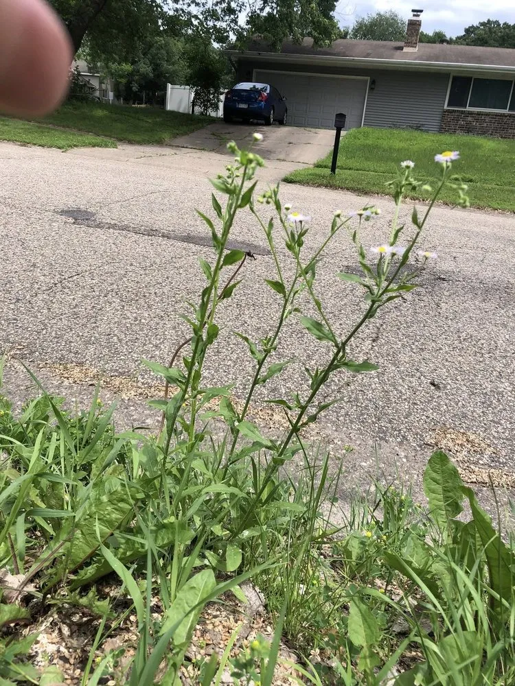 Local outdoor landscaping for year-round maintenance in Apple Valley, MN by Greenland Lawn Maintenance