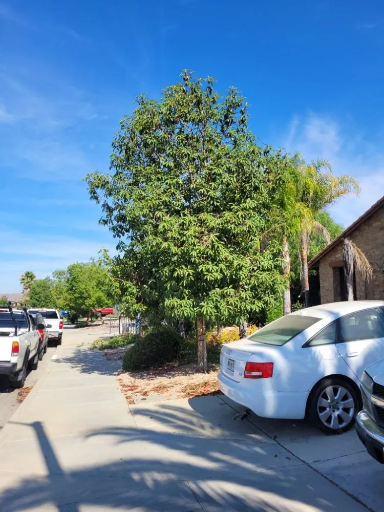 Professional yard maintenance for year-round maintenance across Perris, CA - Greenlands Landscaping