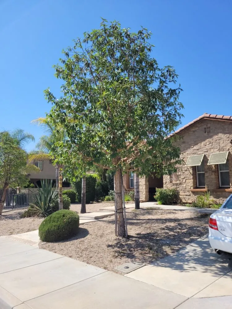 Custom yard maintenance in Perris, CA by Greenlands Landscaping