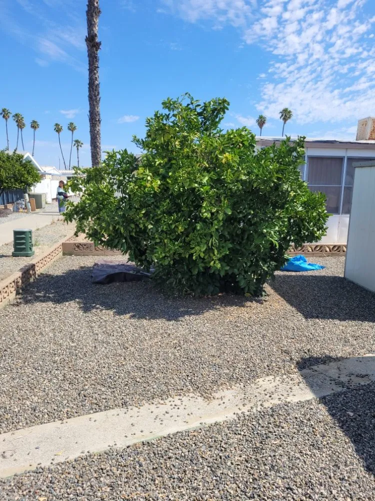 Top-rated yard cleanup service for outdoor upgrades in Perris, CA by Greenlands Landscaping