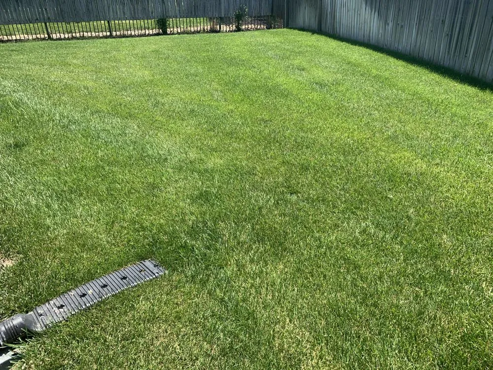 Trusted yard cleanup service for beautiful yards across Ozark, MO - GreenLawn Fertilizer