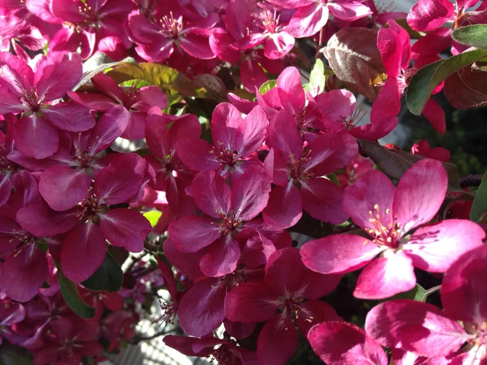 Expert residential landscaping in Kimball, MI - Greenlawn Landscape Management