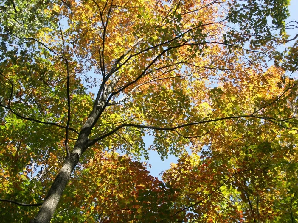 Professional outdoor landscaping in Kimball, MI - Greenlawn Landscape Management