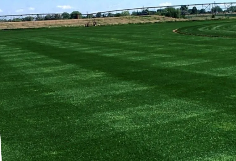 Local yard cleanup service for beautiful yards in Fort Collins, CO by Greenlawn Sod