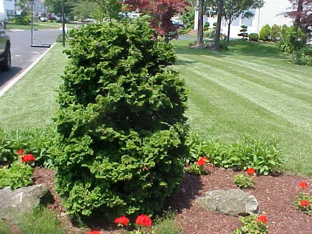 Professional lawn care service in East Setauket, NY by Greenlawns of New York