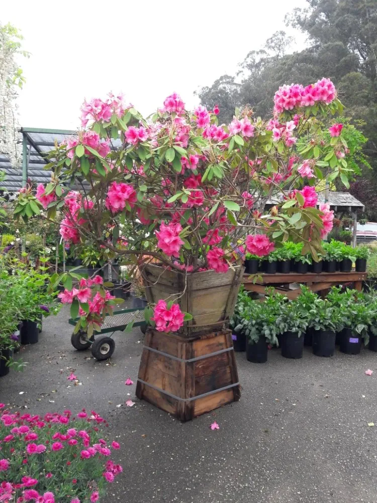 Trusted landscape installation experts serving Newark, CA - Greenleaf Landscaping