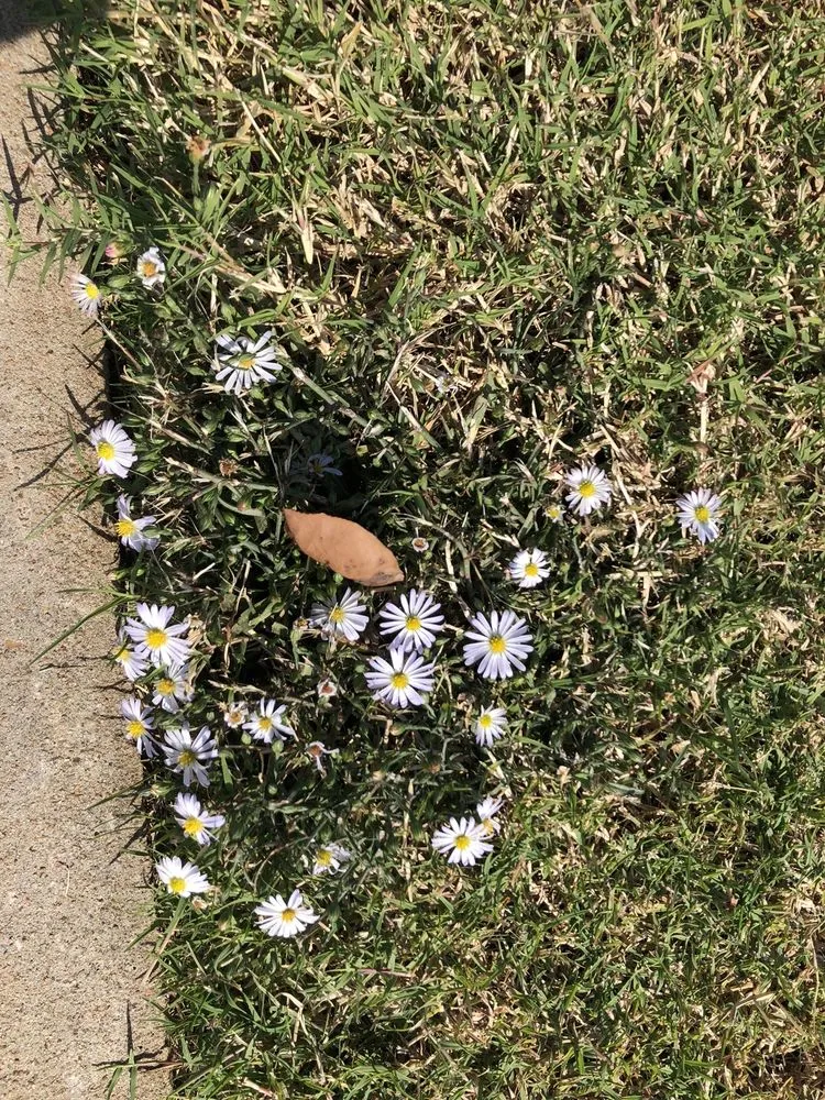 Top-rated lawn mowing service in Tulsa, OK by Greenleaf Lawn