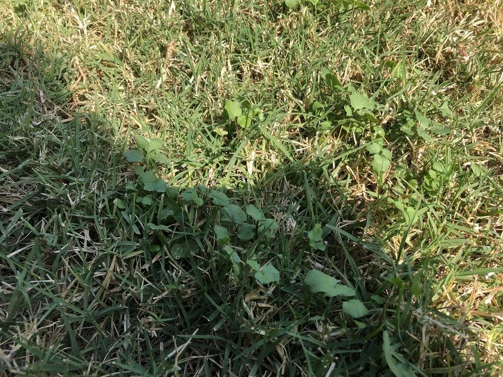 Reliable garden landscaping experts serving Tulsa, OK - Greenleaf Lawn