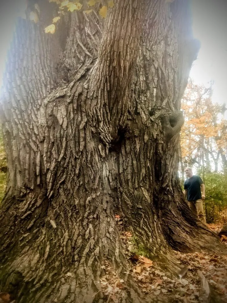 Custom yard maintenance for year-round maintenance in Delaware, OH by Greenleaf Services