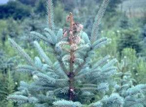 Affordable residential landscaping in Park City, UT - Greenleaf Tree & Pest Control