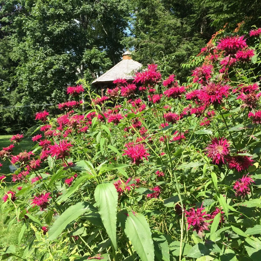 Custom lawn care service in Tyngsboro, MA - Greenleaf’s Garden Design