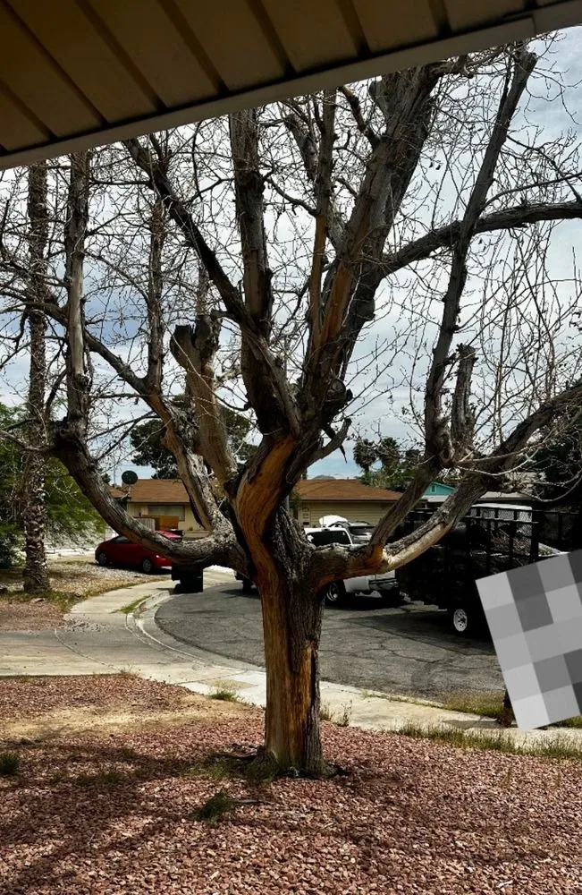 Local lawn mowing service in Las Vegas, NV by GreenLeaves Landscaping