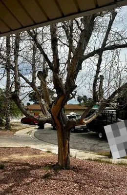 GreenLeaves Landscaping Logo