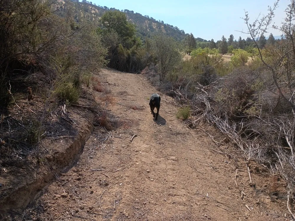 Trusted outdoor landscaping in Clearlake, CA by Greenlee Skid Steer