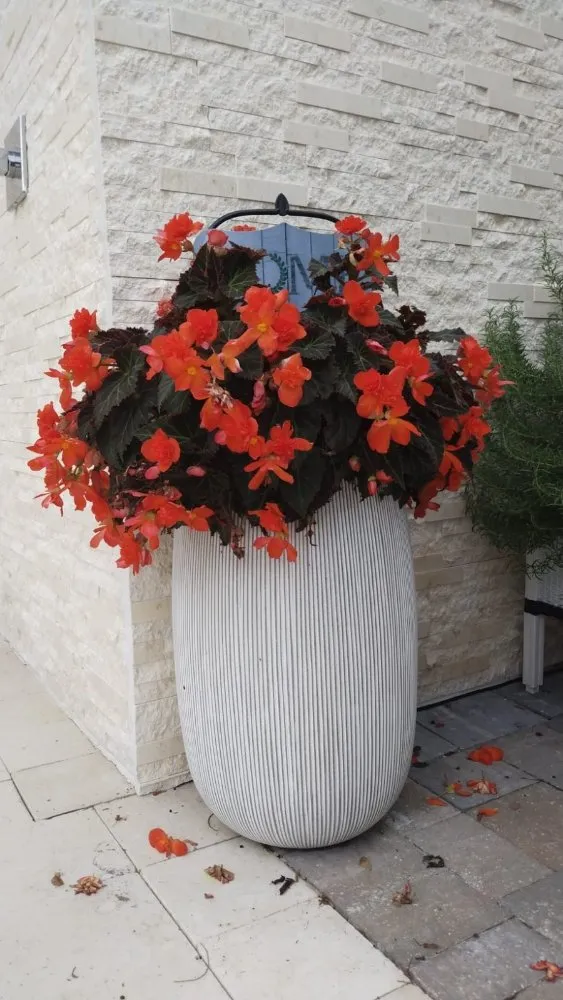 Reliable landscaping services experts serving Orlando, FL - Greenlife Garden