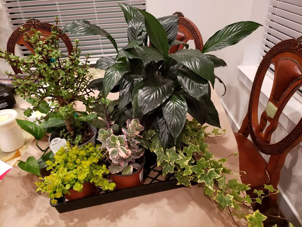 Top-rated lawn care service in Waco, TX by Greenlife Nursery and Landscaping