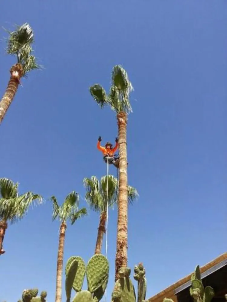 Custom lawn mowing service in Tucson, AZ by GreenLife Tree & Landscaping