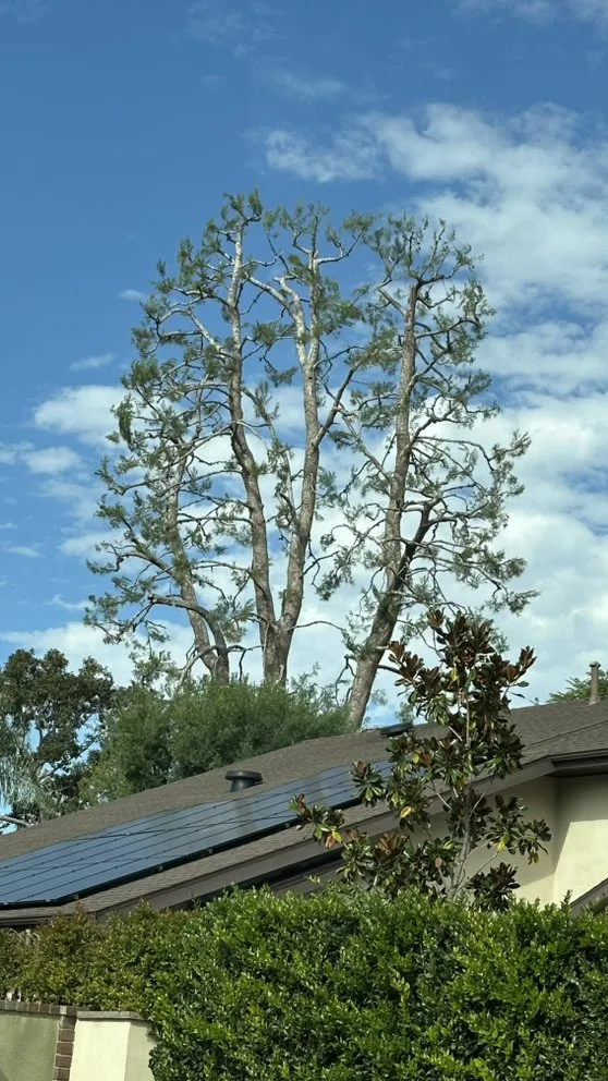 Top-rated garden landscaping for residential properties across Moreno Valley, CA - GreenLife Tree Care