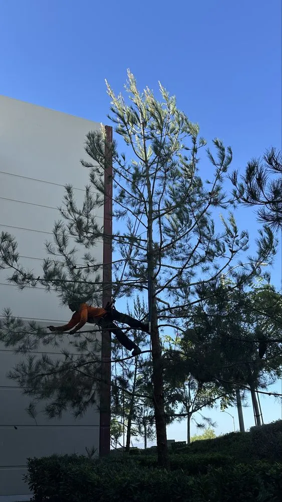 Trusted residential landscaping in Moreno Valley, CA - GreenLife Tree Care