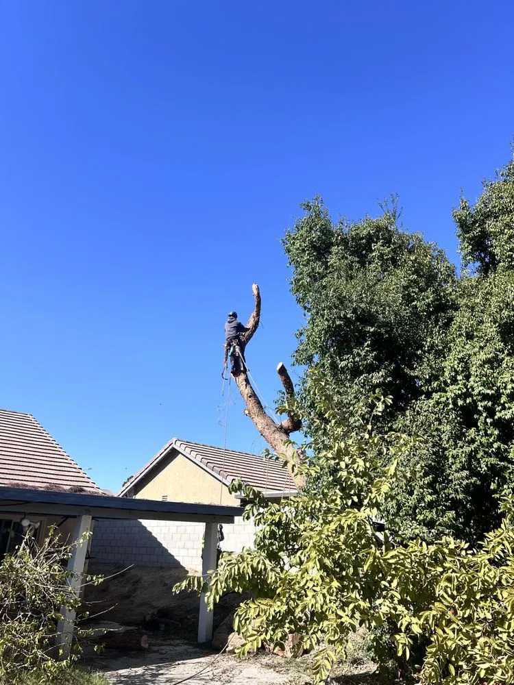 Professional lawn mowing service for homes in Moreno Valley, CA by GreenLife Tree Care